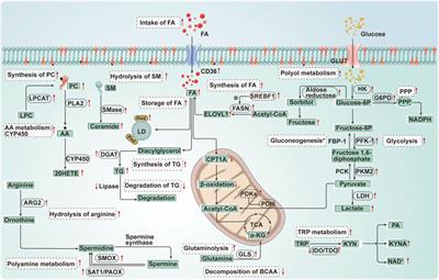 Energy metabolic reprogramming regulates programmed cell death of renal tubular epithelial cells and might serve as a new therapeutic target for acute kidney injury